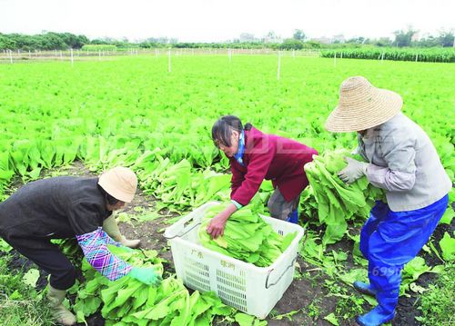 农民对自己经营的农牧果场进行改造