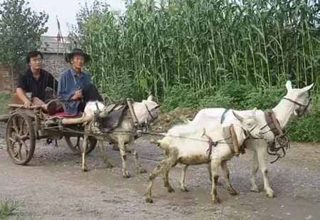 休闲农业与乡村旅游怎样选址