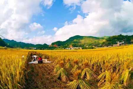 乡村旅游规划设计